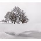 [windbuchen 2017 - verwehung I nebel I buchen]