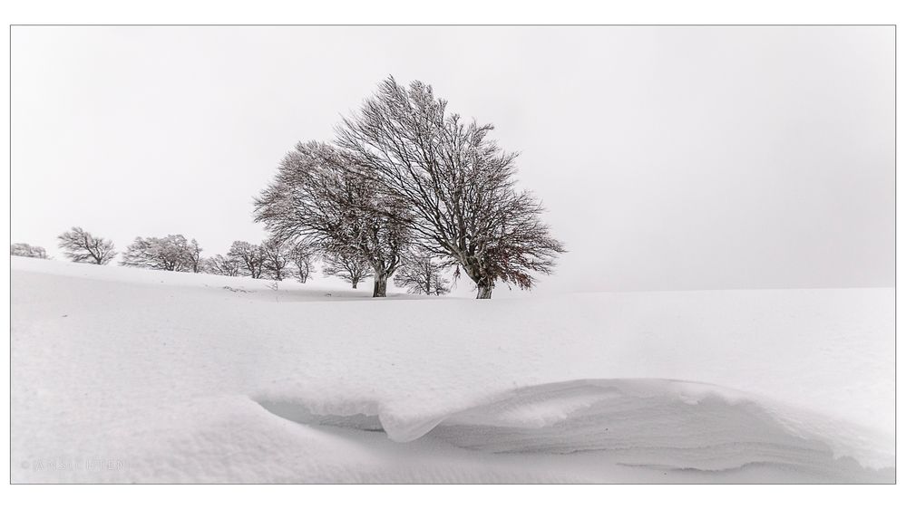 [windbuchen 2017 - verwehung I nebel I buchen]