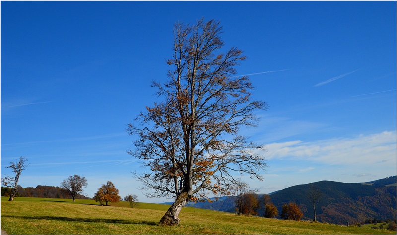 Windbuchen