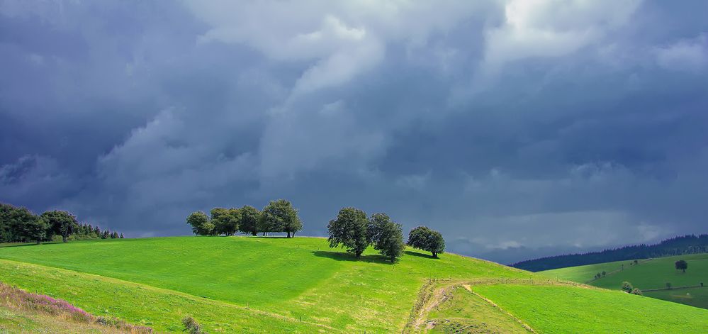 Windbuchen