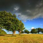 Windbuchen