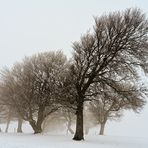 Windbuchen