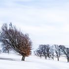 Windbuchen