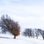 Windbuchen