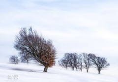 Windbuchen