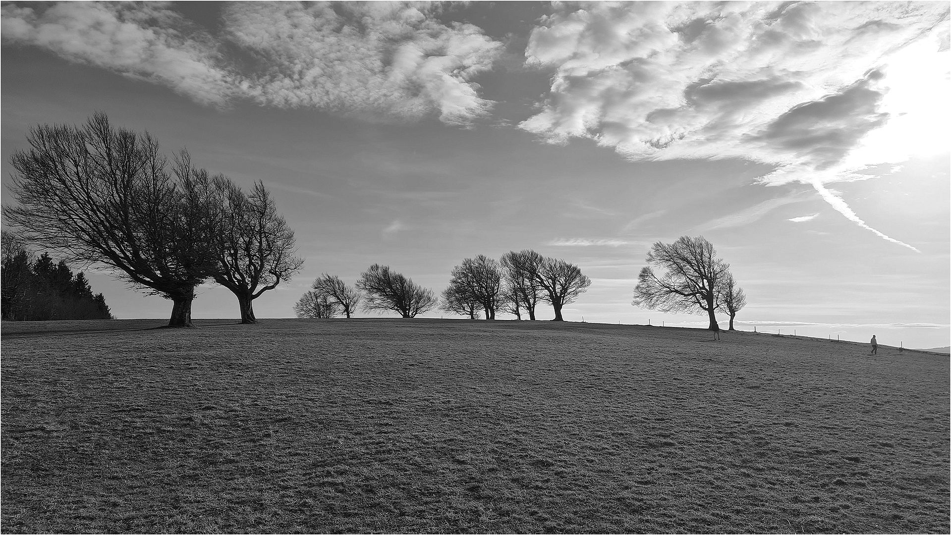 Windbuchen...