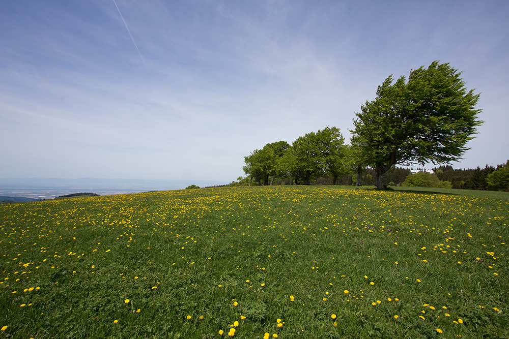 Windbuchen