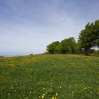 Windbuchen