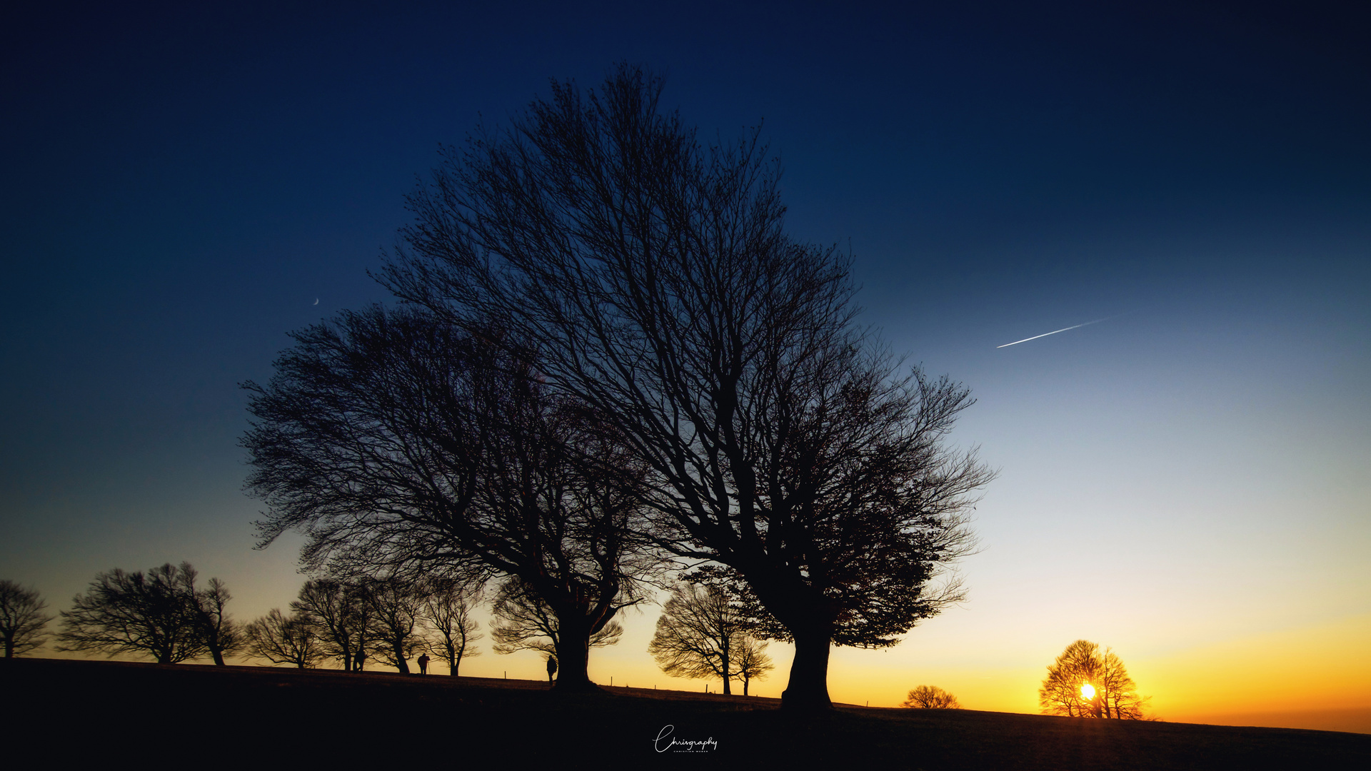 Windbuchen am Abend