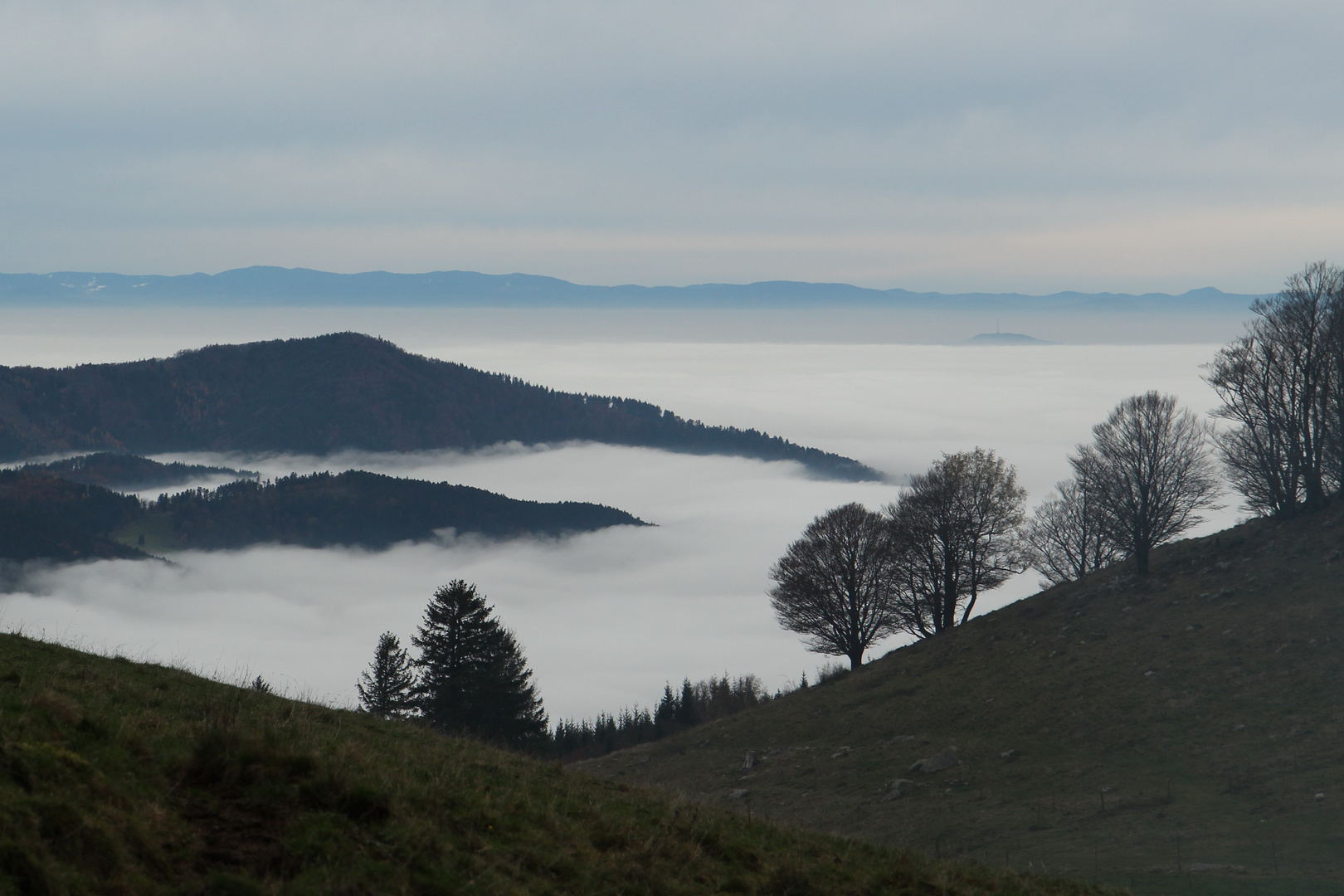 Windbuchen am Nebelmeer