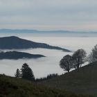 Windbuchen am Nebelmeer