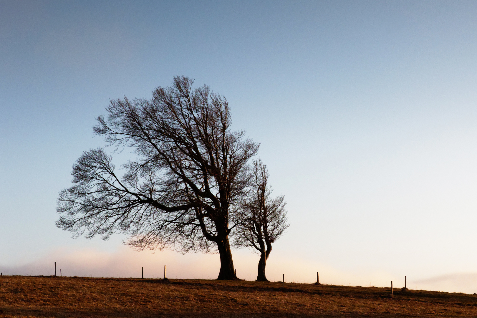 Windbuchen auf dem Schauinsland