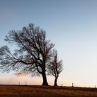 Windbuchen auf dem Schauinsland