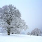 Windbuchen auf dem Schauinsland