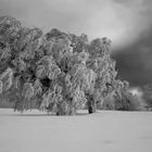 Windbuchen auf dem Schauinsland