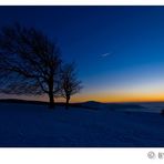 Windbuchen auf dem Schauinsland