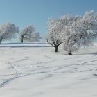 Windbuchen auf dem Schauinsland