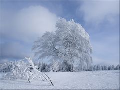 Windbuchen auf dem Schauinsland