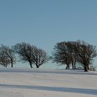 Windbuchen auf dem Schauinsland im Winter.