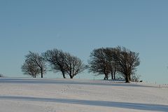 Windbuchen auf dem Schauinsland im Winter.
