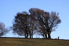 Windbuchen auf dem Stohren (Münstertal im Schwarzwald)