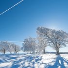 Windbuchen