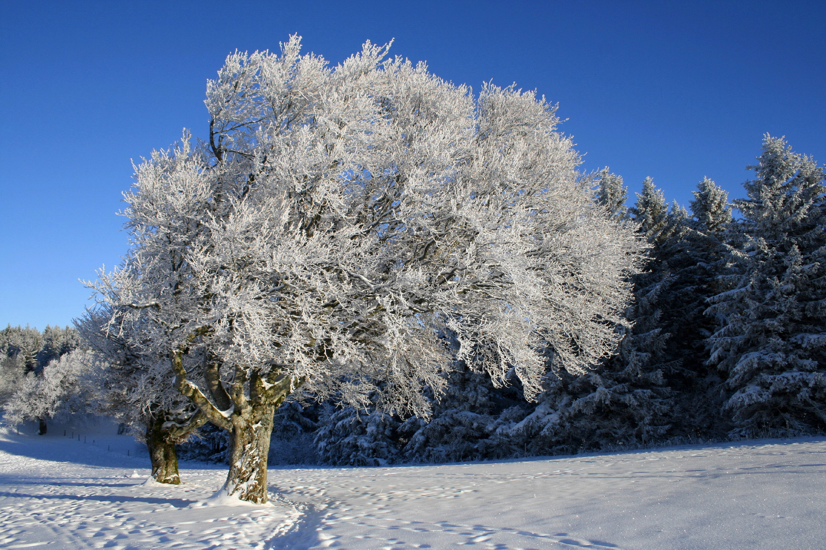 Windbuchen,