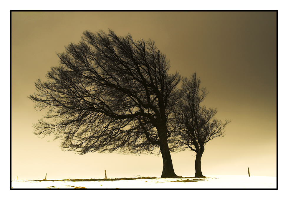 Windbuchen