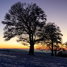 Windbuchen