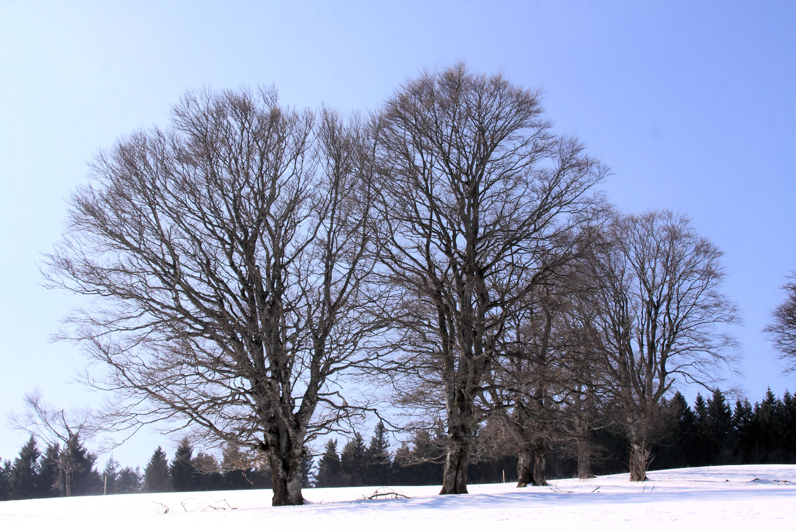 Windbuchen - Hofsgrund