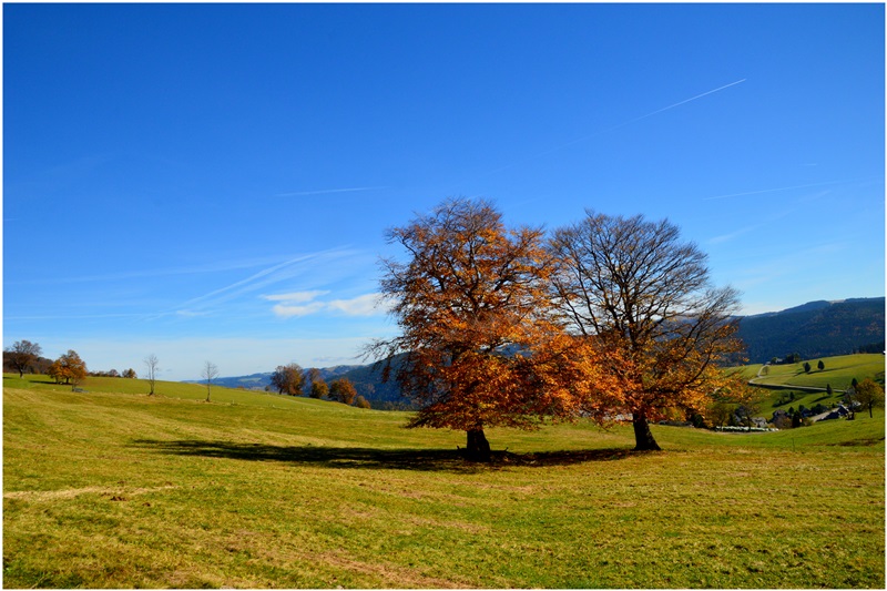 Windbuchen II