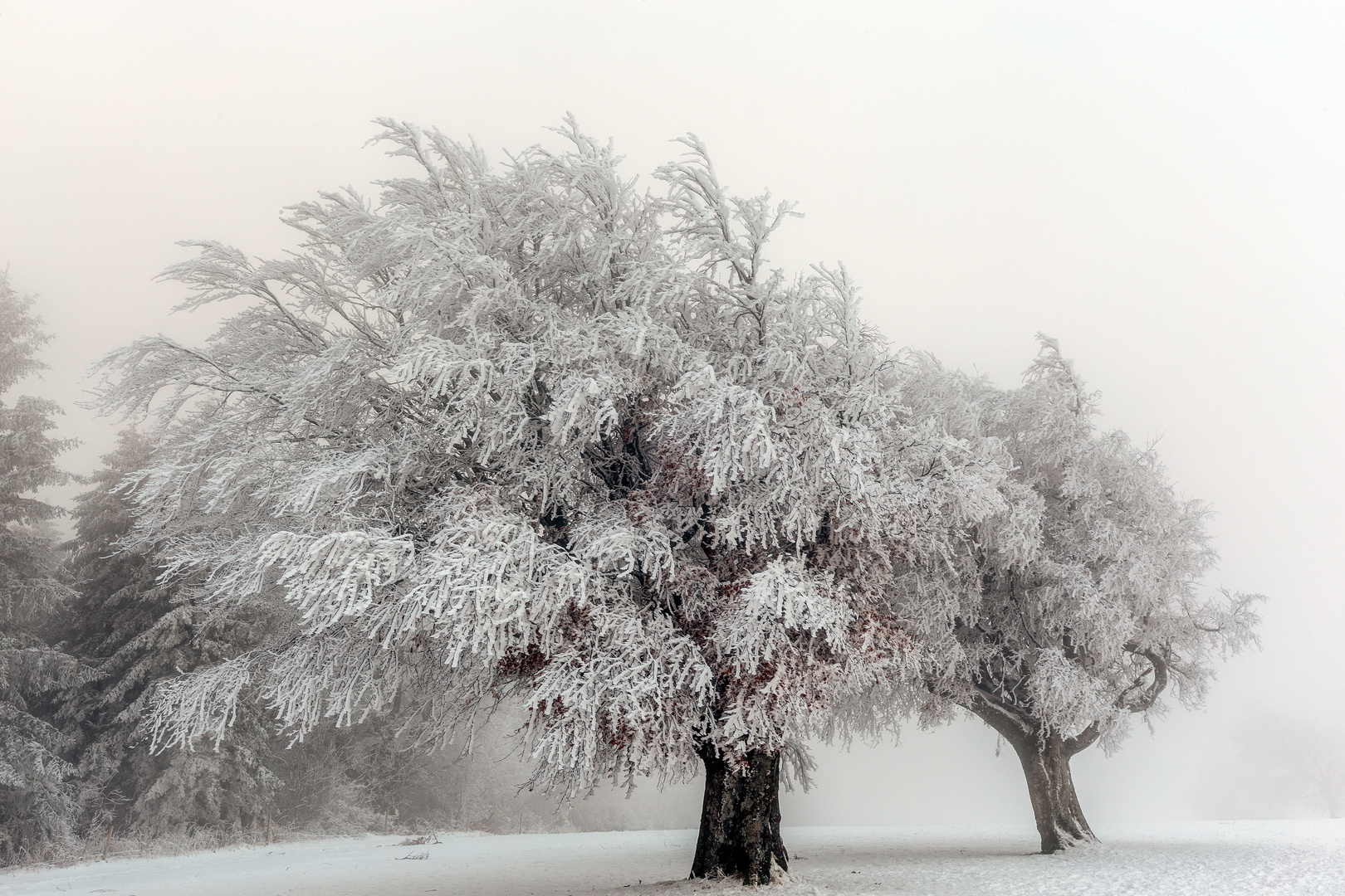 Windbuchen im Nebel 2019