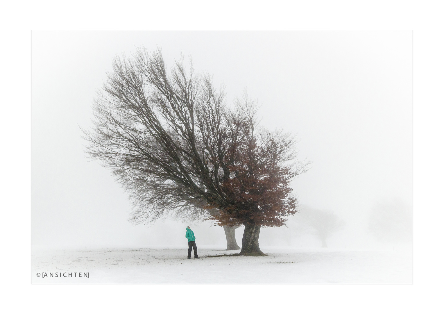 [Windbuchen im Nebel]