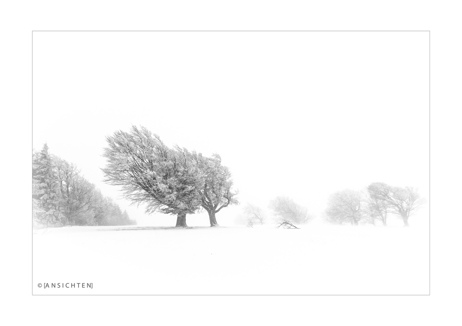 Windbuchen im Schnee 001