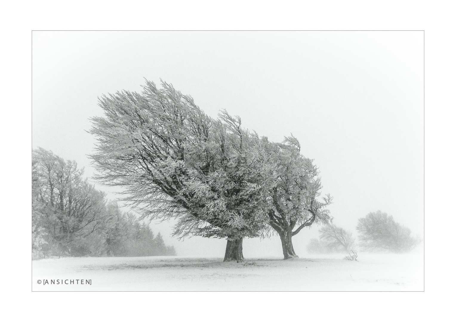 Windbuchen im Schnee 003