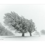 Windbuchen im Schnee 003