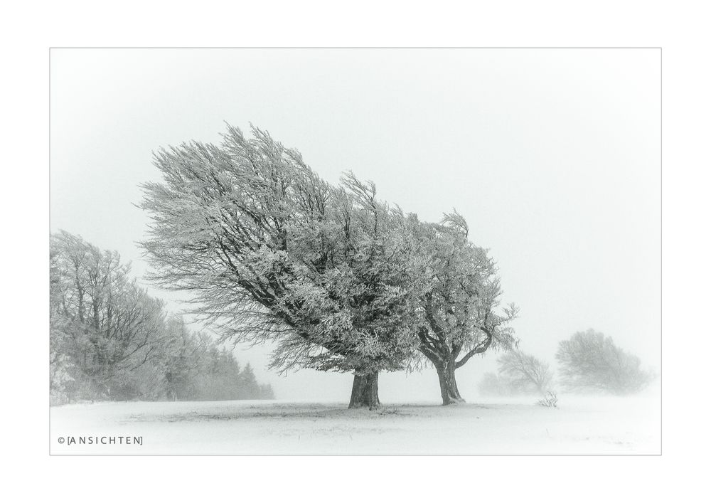 Windbuchen im Schnee 003