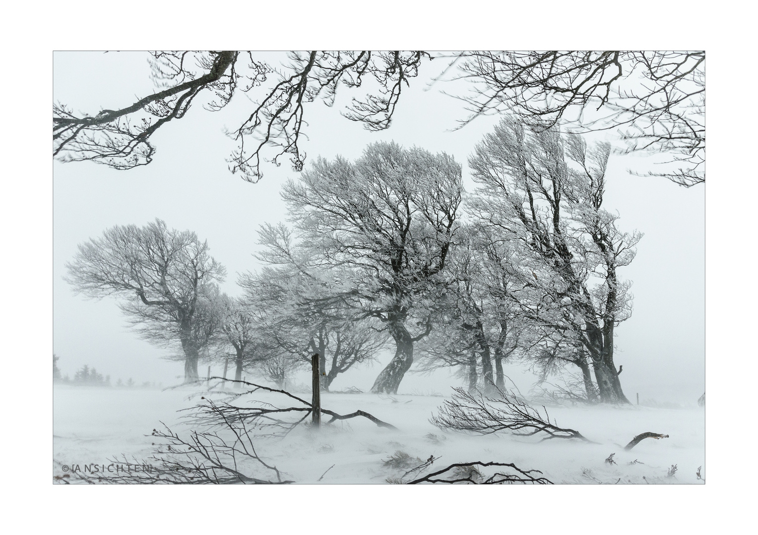 Windbuchen im Schnee 004 gerahmt