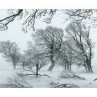 Windbuchen im Schnee 004 gerahmt