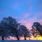 Windbuchen im Sonnenuntergang auf dem Schauinsland