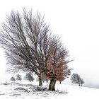 Windbuchen mit letztem Laub