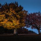 Windbuchen nach Sonnenuntergang