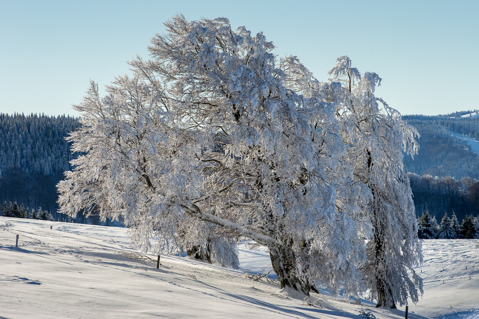 Windbuchen, Schauinsland