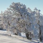 Windbuchen, Schauinsland