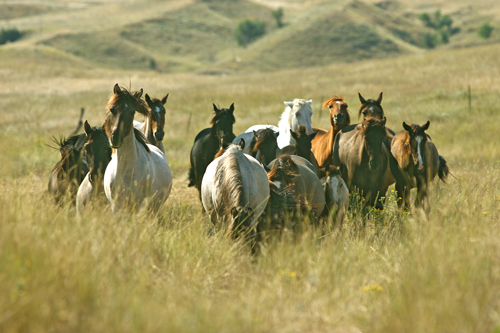 Windcross Conservancy - SouthDakota