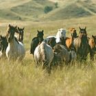 Windcross Conservancy - SouthDakota