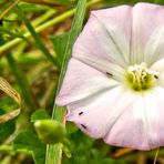 Winde am Wegesrand