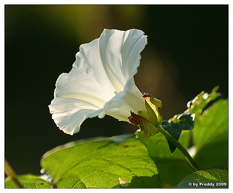 Winde im Herbst