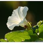 Winde im Herbst