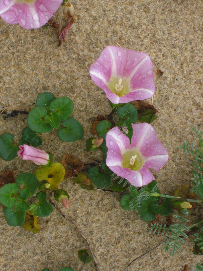 Winde im Sand